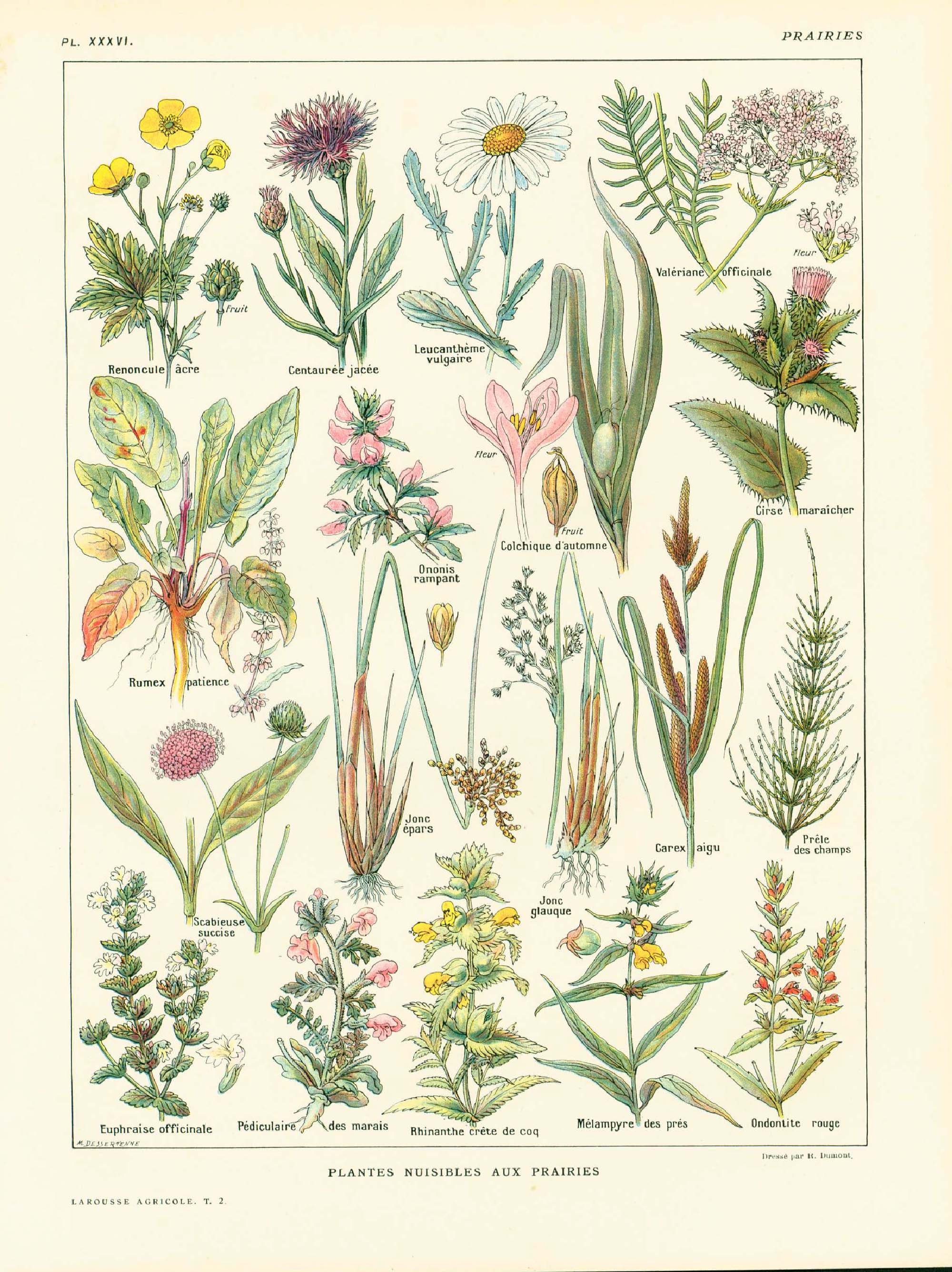 【美品】Botanical Vaudeville by Robert Ra... From Traveling Show to Vaudeville: Theatrical Spectacle in