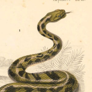 1861 Rattle Snake Antique Engraving, Original Print, Natural History, Victorian zoology, Reptiles wall art, Rattler snake image 4