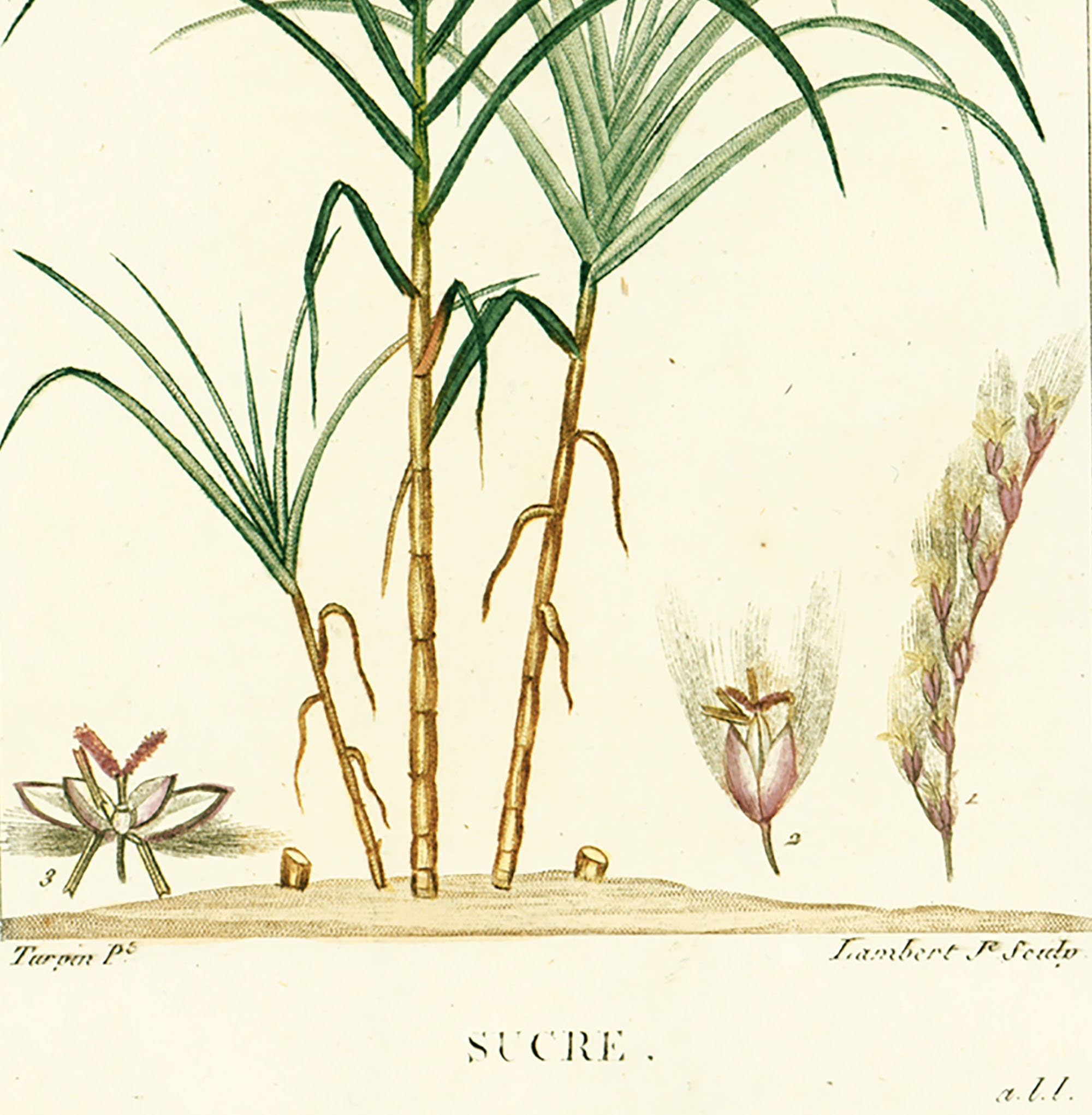 1814 Antique Saccharum Officinarum Plant Print Natural History Botanical  Botany Wall Art Framing Home Decor - Etsy, image size:2000x2042