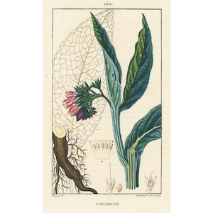Könnte beinhalten: Eine botanische Illustration einer Pflanze mit rosa Blüten und grünen Blättern. Die Pflanze ist mit "Consoude" beschriftet und zeigt eine detaillierte Zeichnung ihres Wurzelsystems.