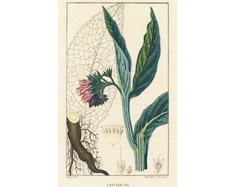 1831 Antique Comfrey Weed Consound Leaf Flower Print Medicinal Plant Herbalism Botanical  Botany Print for framing decor