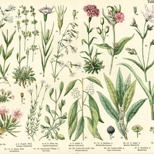 1885 Pink family Silene Caryophyllaceae Saxigraga Antique Lithograph Print poster Identication chart image 1