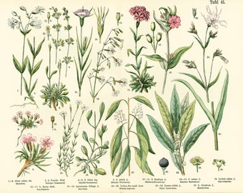 1885 Caryophyllaceae Caryophyllaceae Lychnis Silenes Saxifrage Agrostemma Oude plaat Botanische poster