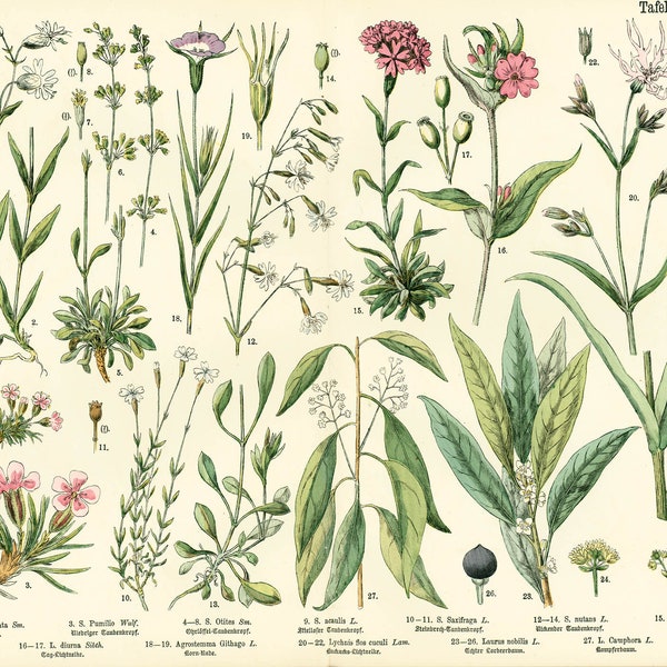 1885 Pink family Silene Caryophyllaceae Saxigraga Antique Lithograph Print poster Identication chart