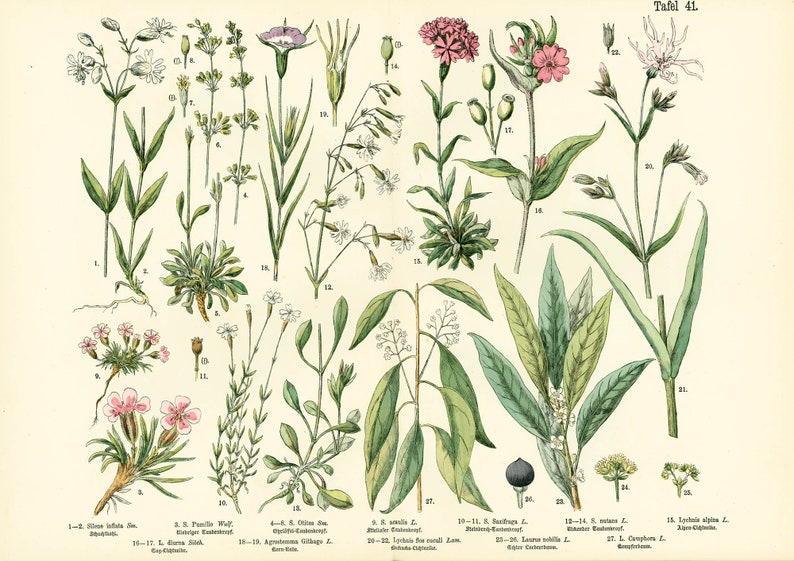 1885 Pink family Silene Caryophyllaceae Saxigraga Antique Lithograph Print poster Identication chart image 1