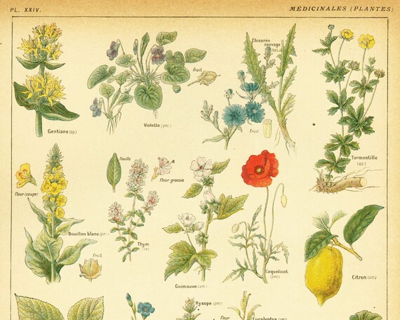 Medicinal Herb Chart