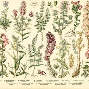 1885 Las Scrophulariaceae Scrophulariaceae Melampyre Pedicularis Lathraea Alectorolophus Plantas Silvestres Placa Botánica Original