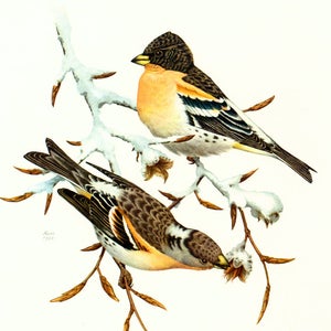 1969 Brambling Print Fringilla montifringilla, vintage Bird Print, illustration, Ornithology