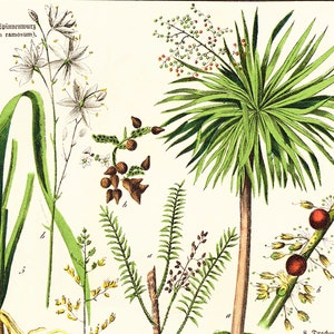 1869 Antique Aloe arborescens Asparagus Sparrow Grass Rushes Dracaena Medicinal Plant Lithograph Orignal Print poster Identication chart image 6
