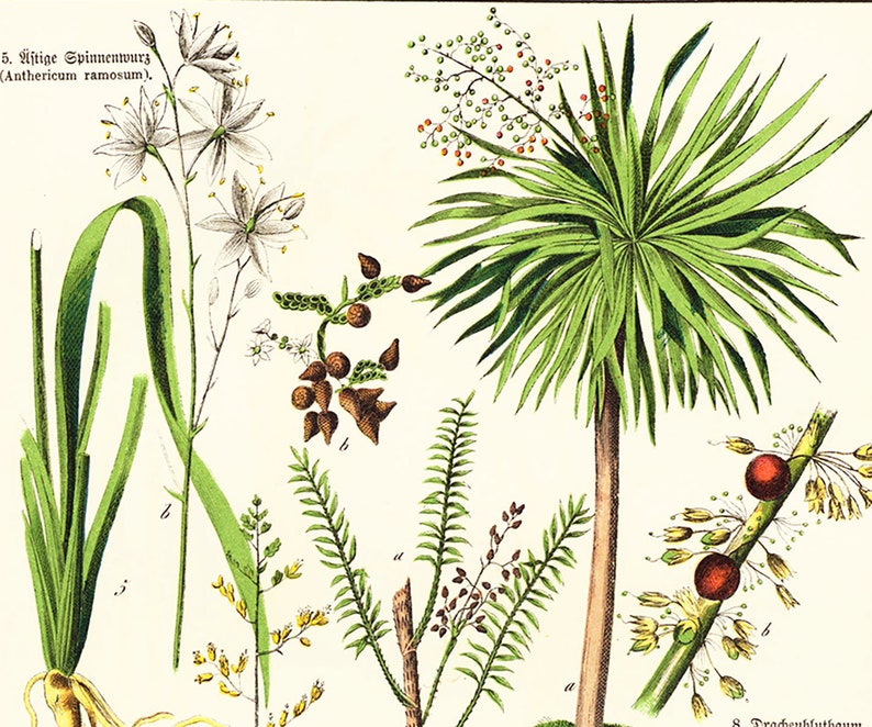 1869 Antique Aloe arborescens Asparagus Sparrow Grass Rushes Dracaena Medicinal Plant Lithograph Orignal Print poster Identication chart image 6
