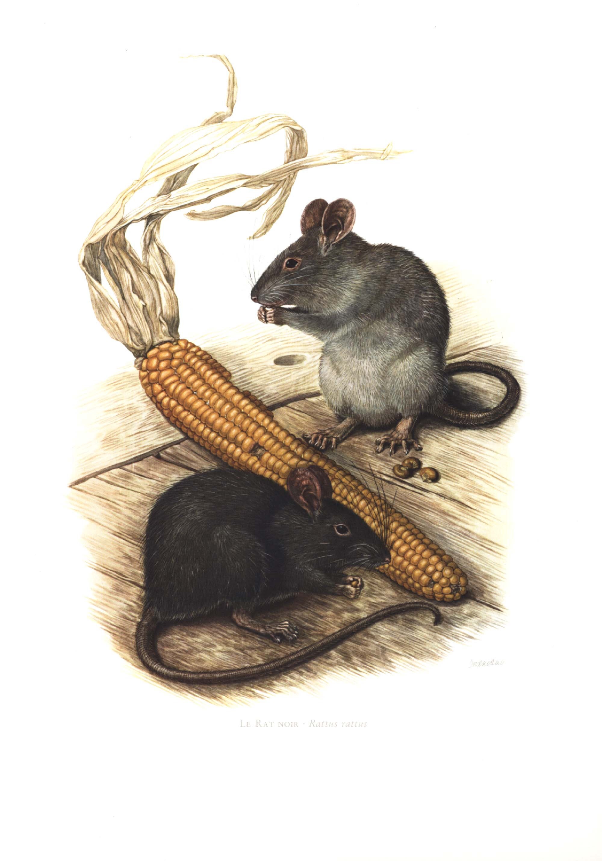 1974 Black Rat Vintage Illustration, Animal Art Print, Wild Animal 