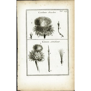 1797 bloem GLB van Thistle artisjok Cynara oorspronkelijke gravure oude botanische Board Tournefort