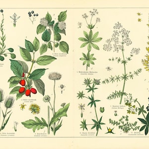 1869 Garance distel korenbloem schurftige lievevrouwebedstro kornoelje botanische plaat bloemen originele gravure flora geneeskrachtige planten