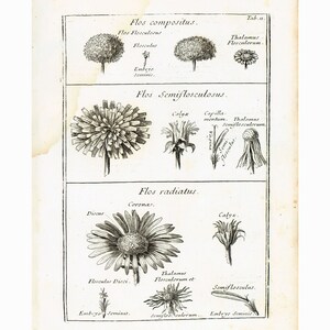 1797 Antique Calendula marigold ruddles Print Flower Botanical Herbs herbal Natural History Wall Home Decor
