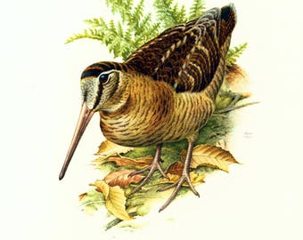 1969 Antique Woodcock print, vintage Bird illustration, Bird print, Ornithology , Natural history, nature wall art