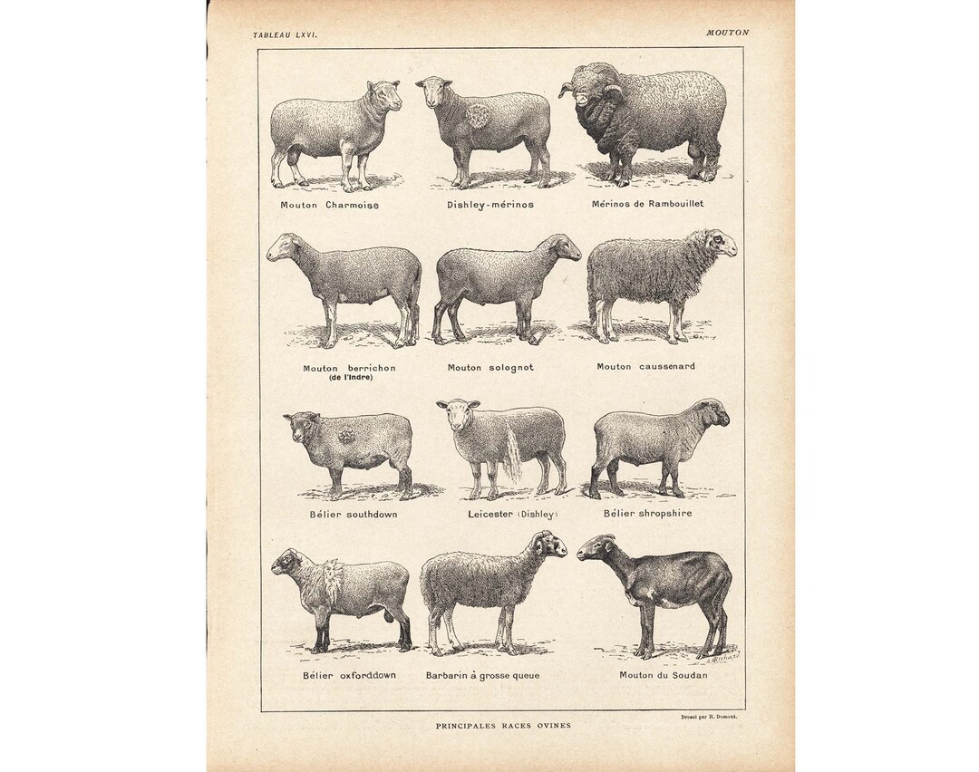 antique sheep ✵ * ✵ * 黒い小さな 羊さん