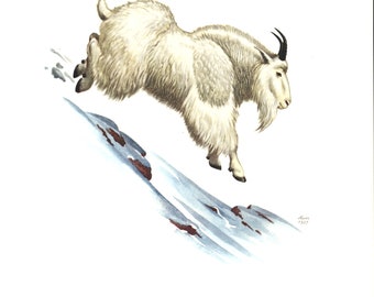 1974 Rocky Mountain Goat Herbivore Zeichnung Naturalist Illustration Zoologie Wildtier Säugetiere