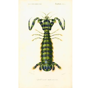 1861 Mantis shrimp, Antique Engraving, Squilla macula, Hand colored lithograph, Victorian sea life Wall art