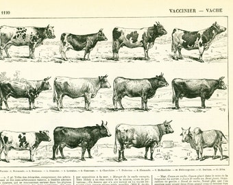 1897 Cattle chart print, Bulls, Cows, Original Larousse print, French antique 80 years old