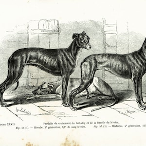 1867 Antique Crossbreed bulldog Greyhound Print, Bull Terrier, Greyhound Dog Illustration Drawing Wall Art home decor Lithograph