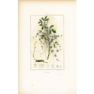 1831 Cuscuta, Atlante botanico antico, Piante agricole e forestali