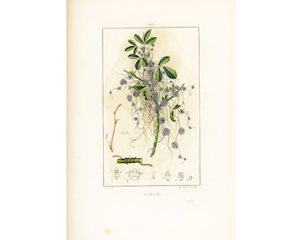 1831 Antique Cuscuta dodder Witch's hair Plant Print Natural History Medicinal Plant Herbalism Botanical  Botany Print for framing decor