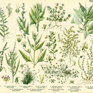 1885 Amaranthaceae Amaranth Amaranth Pflanzenposter Vintage Print Botanisches Poster
