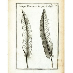 May include: A black and white illustration of a fern leaf, labeled "Lingua Cervina. Langue de Cerf. Tab. 319."