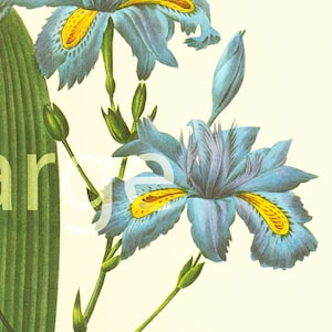 1983 Iris Fimbriata DUŻY FORMAT Pierre-Joseph REDOUTE, Talerz botaniczny Iris frędzlowany