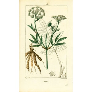 1831 Antique Skirret Sium sisarum Plant Print Plant Natural History Medicinal Plant Herbalism Botanical  Botany Print for framing decor