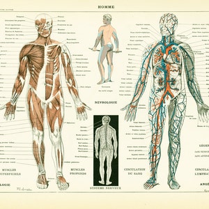 1897 Anatomy Human Body Parts Encyclopedia Larousse medical home decor wall art vintage