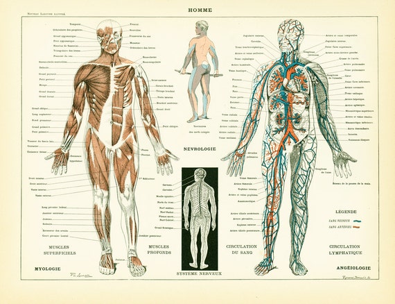 1897 Anatomy Human Body Parts Encyclopedia Larousse Medical Home Decor Wall Art Vintage - Etsy 1897 Anatomy Human Body Parts Encyclopedia Larousse Medical Home Decor Wall Art Vintage - Etsy