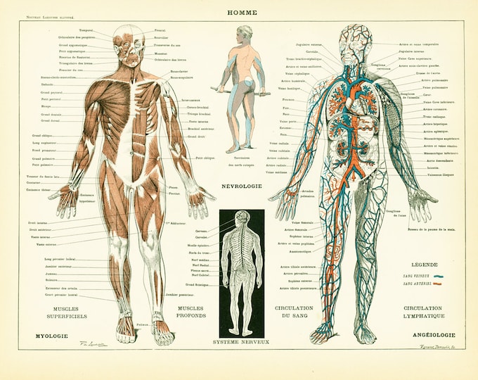 1897 Corps Humain Planche originale Anatomie Larousse decor vintage — free download