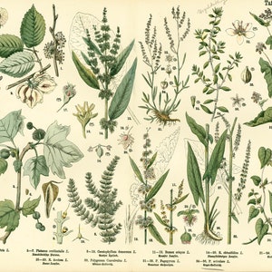 1885 Platane Orme Rumex Polygonaceae Altes Brett Botanisches Brett Poster Poster