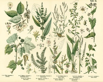 1885 Polygonaceae Rumex Antique Lithograph Print poster Identication chart