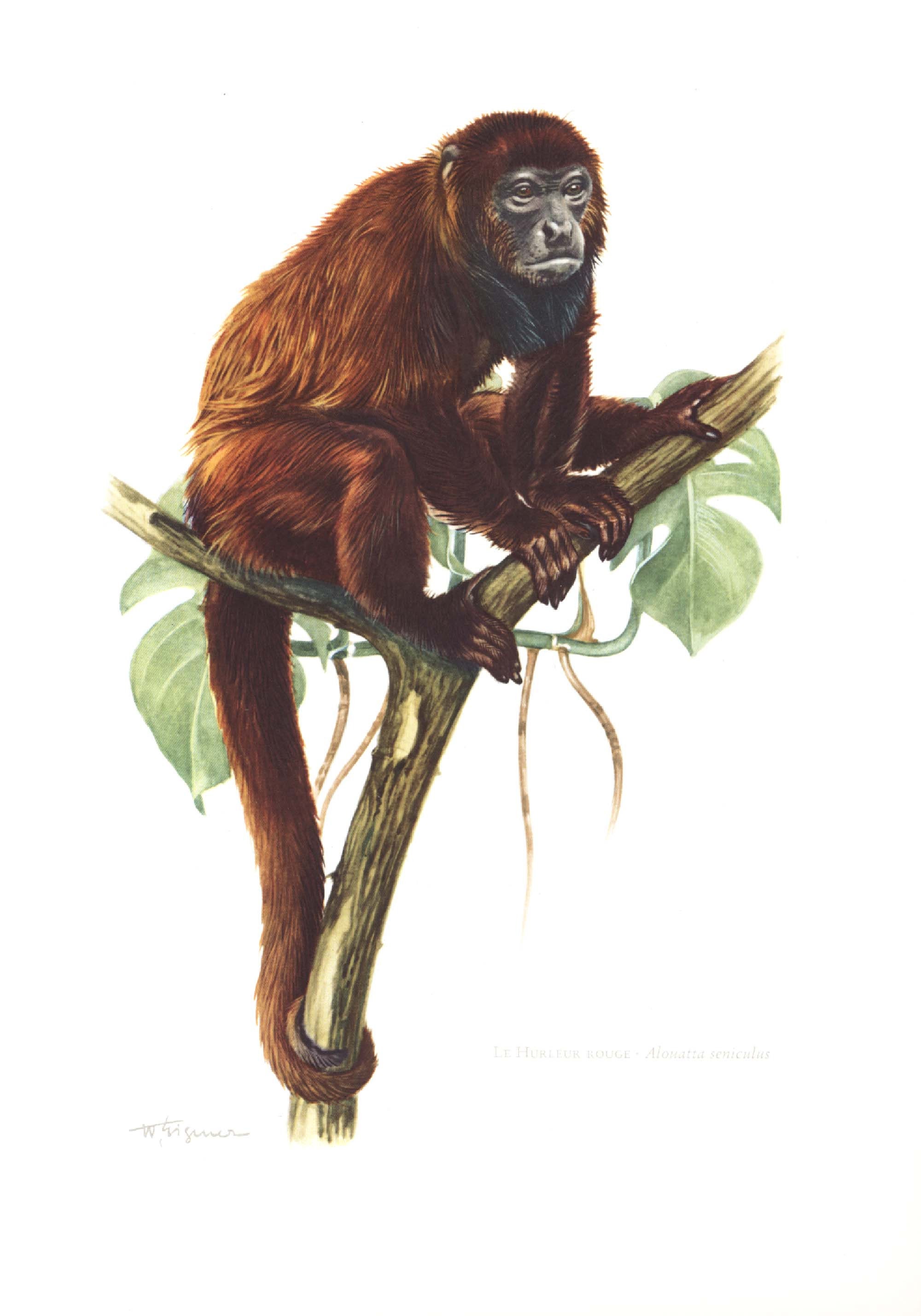 Buy 1974 Howler Monkey Vintage Illustration, Primates Art Print, Wild  Animal, Painting Online in India 