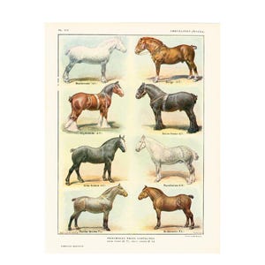 1922 Horse Breeds Print. Horse wall art. Horse breeds identification chart.Farm Decor