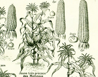 1922 Antique Corn Print, Vintage Botanical Fruits Vegetables Print, Kitchen decor illustration Larousse