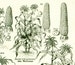 1922 Antique Corn Print, Vintage Botanical Fruits Vegetables Print, Kitchen decor illustration Larousse