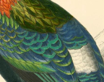 1861 Bird Himalayan Monal Antique Engraving Original Antique Print Wall Art home Lithograph Hand colored ornithology