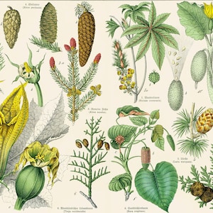 1869 Cypress Antique Firs Abies Pinus Cone Coniferous Tree Castor bean pumpkin Lithograph Botanical Natural History Wall Art Home Decor
