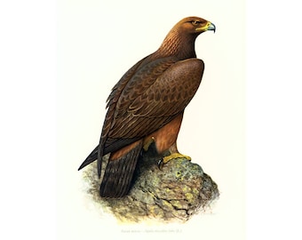 1969 Imperial Eagle bird prints Vintage illustration Ornithology Nature Wall art Home Decor