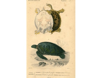 1861 Reptiles Tortoises Terrapin Blue Sea Turtle  by Ch. Orbigny Original Antique Print Handpainted River Wildlife Oceanlife Wall Hanging
