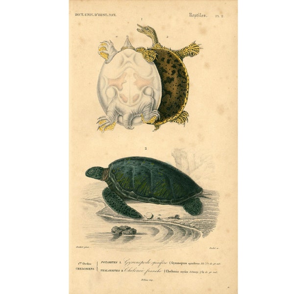 1861 Tortues Orbigny Planche Originale Couleurs peintes main, Reptiles Gymnopodes? Gravure ancienne couleur