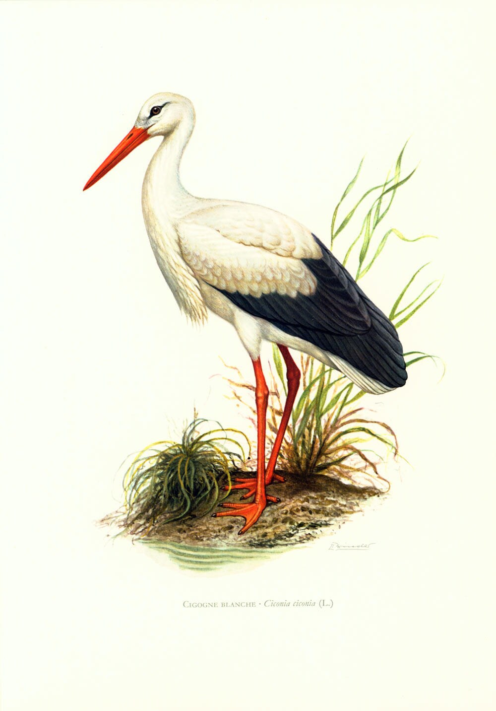 1969年 コウノトリのイラスト 水鳥用ウェーダー。ヴィンテージ鳥類学壁