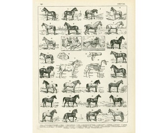 1897 Breeds of Horses illustration, original Larousse print, french antique, framing 125 years old, Horse breeding poster