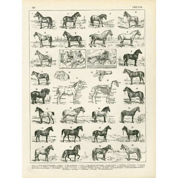 1897 Breeds of Horses illustration, original Larousse print, french antique, framing 125 years old, Horse breeding poster