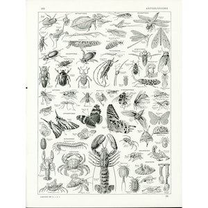 Könnte beinhalten: Eine Schwarzweißillustration verschiedener Gliederfüßer, darunter Insekten, Spinnen, Krebse und Tausendfüßer. Die Illustration ist mit "Arthropodes" beschriftet und enthält die wissenschaftlichen Namen jedes Gliederfüßers.