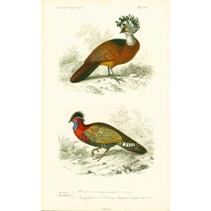 1861 Curassow Horny pheasant Antique engraving hand colored Original Print Bird and Nest Drawing Wall Hanging Cottage  French Lithography