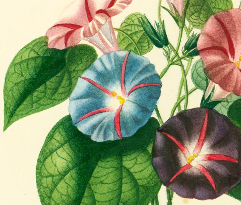 1861 Morning Glory, Original Antique botanical Print, Authentic Handcolored lithograph, French naturalist Ch. d'Orbigny, Botanical Wall Art image 4